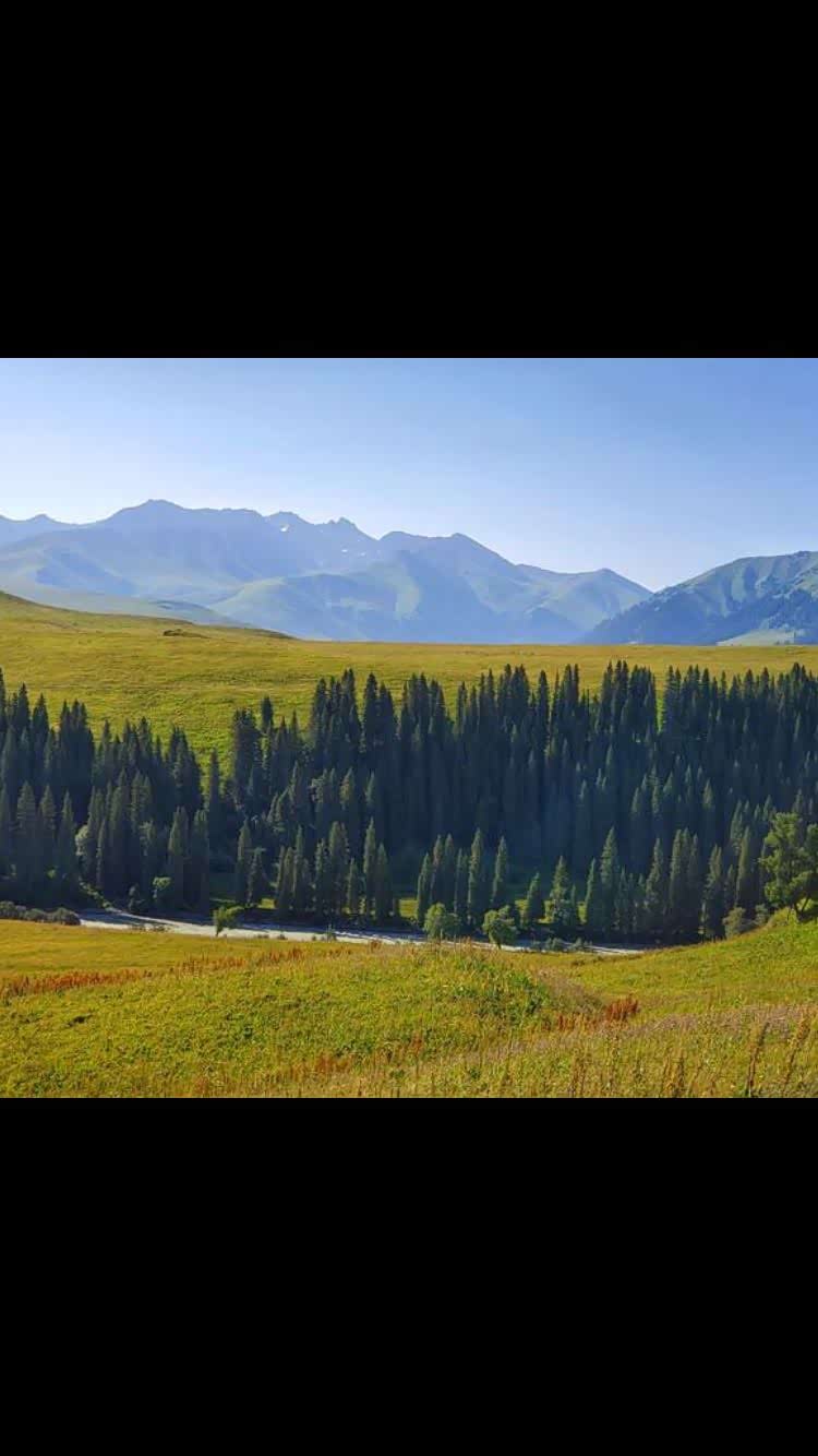 山峰,森林,草原,河流,白色的蒙古包构成一幅生动的美妙画卷.