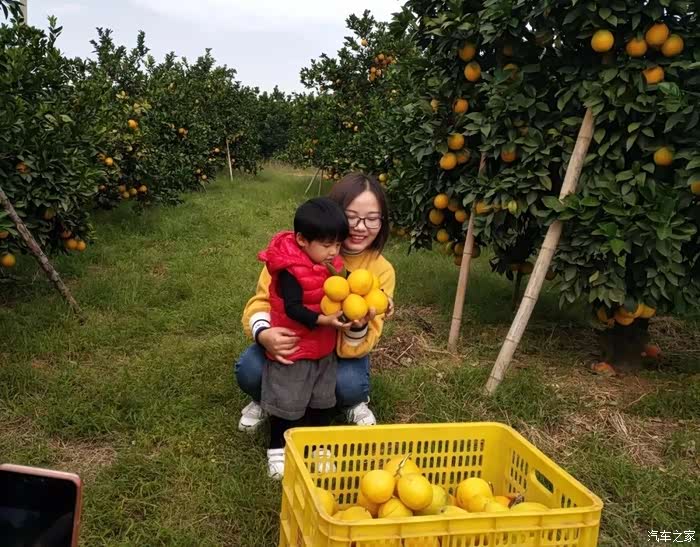 (支持江西论坛)开车去摘赣南脐橙,还是熟悉的味道