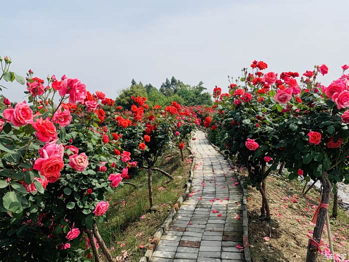 【图】成都市新津区唯一早春玫瑰花海自驾游.