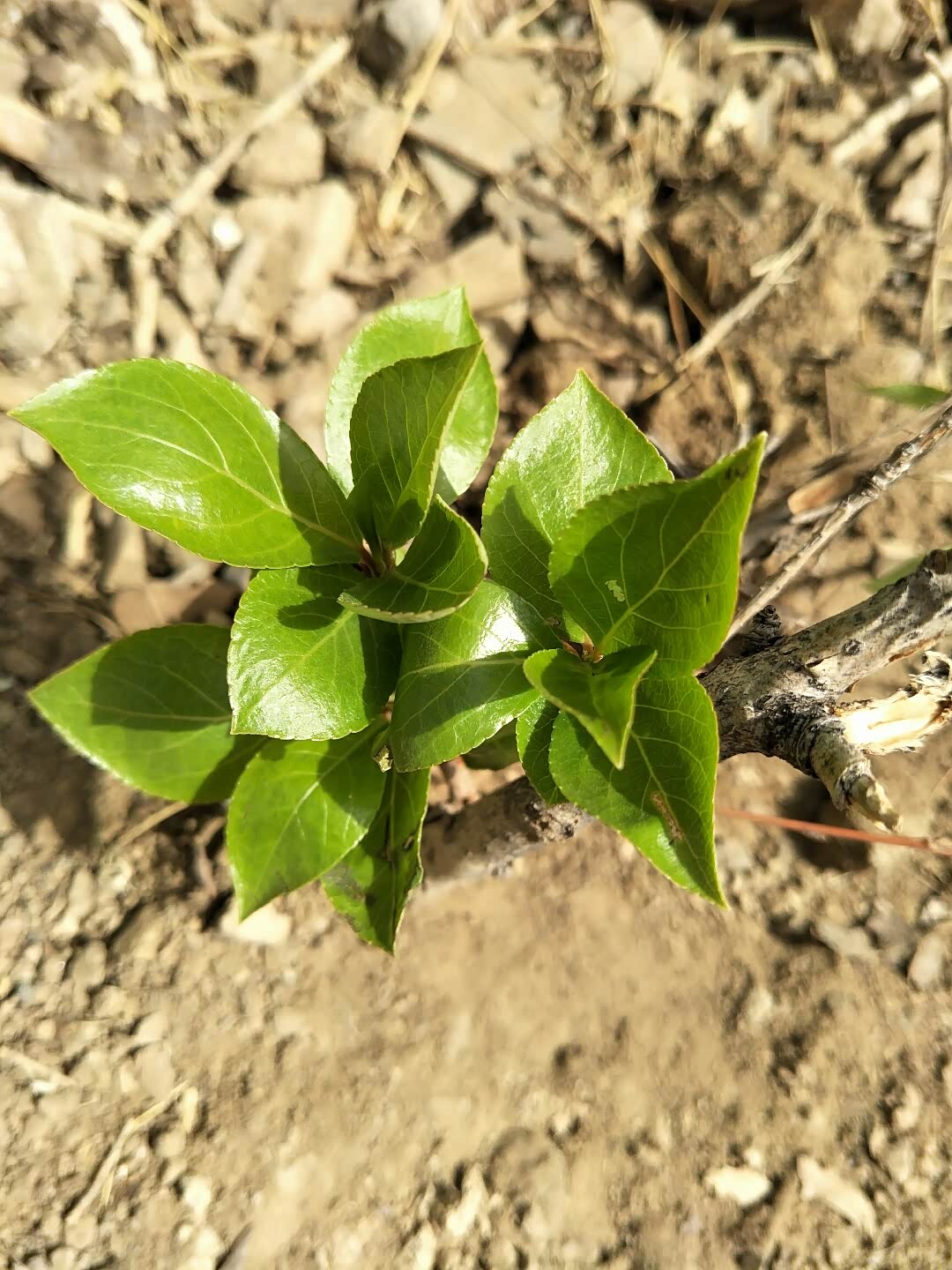 遇见守口堡杏花节之(一)