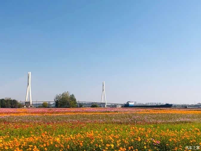 江苏南京栖霞区一片格桑花海盛放八卦洲