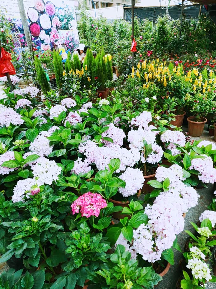 今年的端阳花市你逛了吗