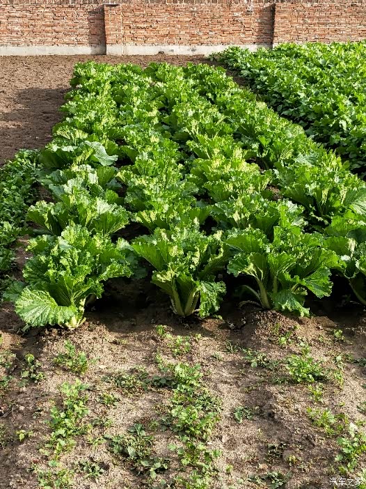 自家种的的大白菜,晾干以后就是干白菜!