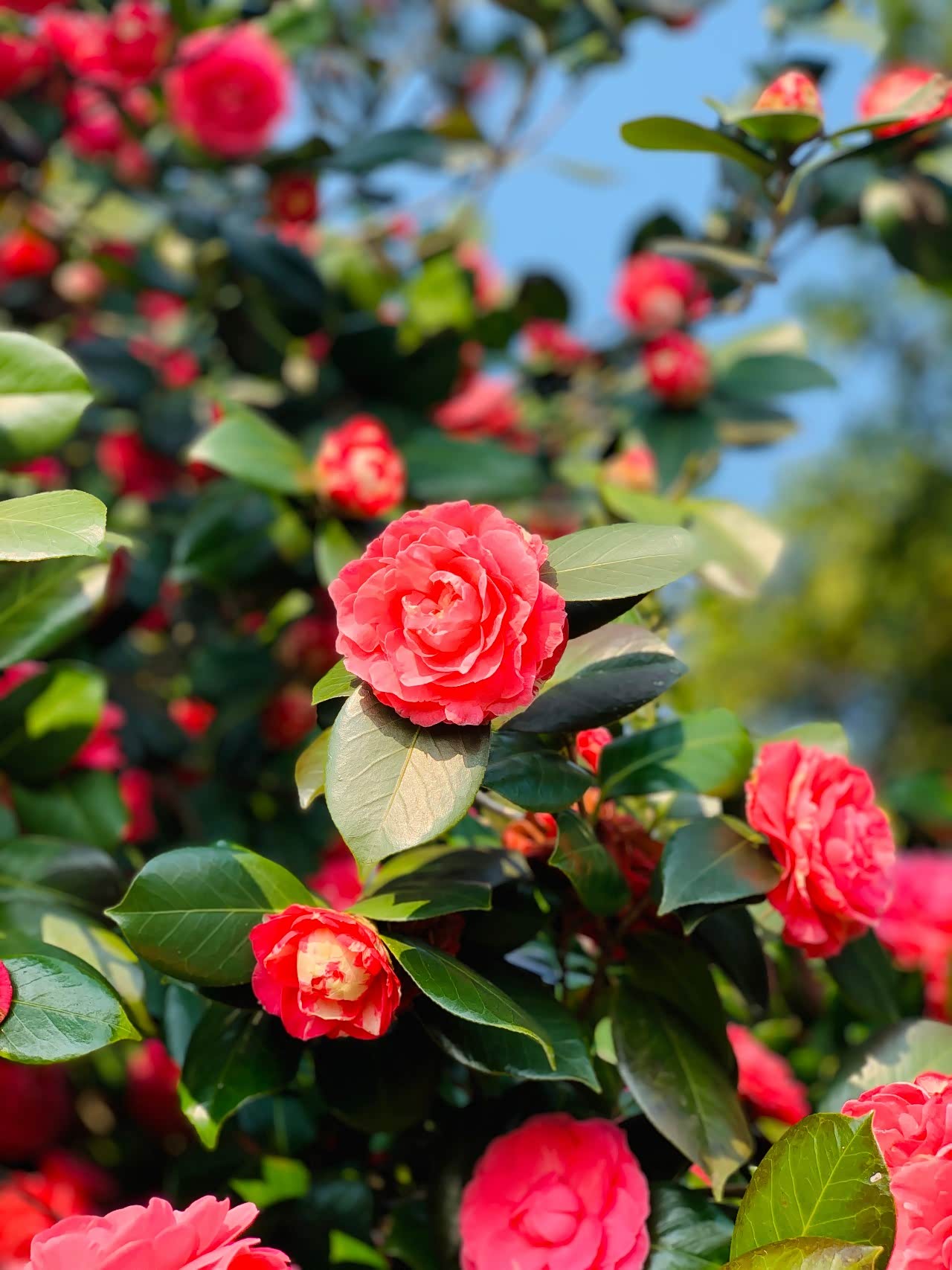 橘子洲头的山茶花,红红的