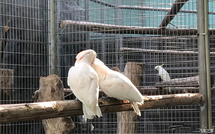 两只相亲相爱的鹦鹉(我承认我酸了)