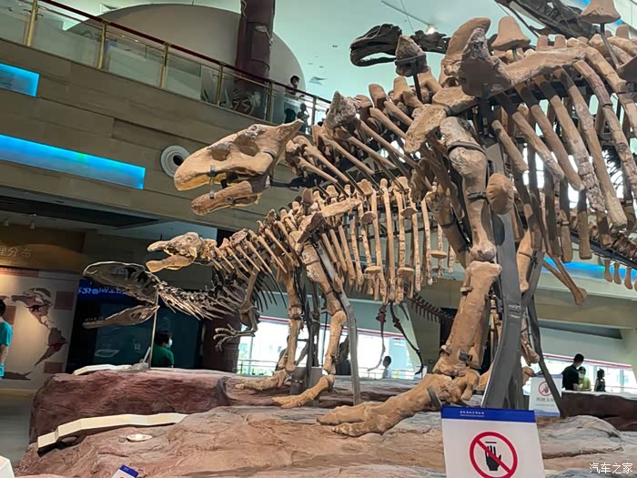 【图】合肥遛娃好去处,小恐龙迷快来报道呀_安徽论坛_汽车之家论坛