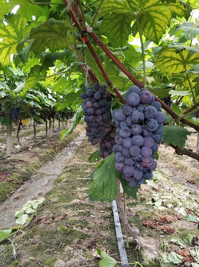 【无锡长安suv联盟】无锡鸿山葡萄采摘集体活动