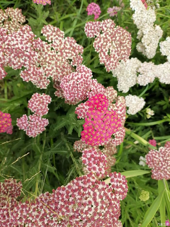 【图】自驾游蒙草草博园_朗逸论坛_汽车之家论坛