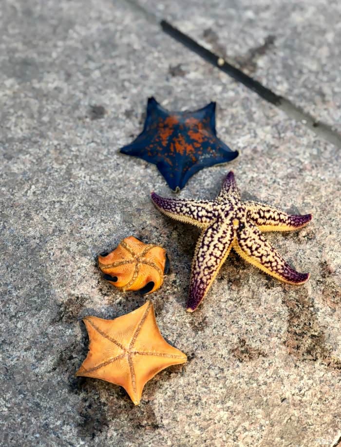 哈哈,还有小海星,好长时间没有在海里面捞这种小东西了,很有意思,一下