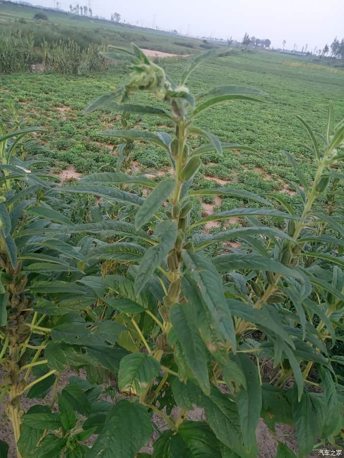 芝麻,香芝麻叶就是这种叶子吧?