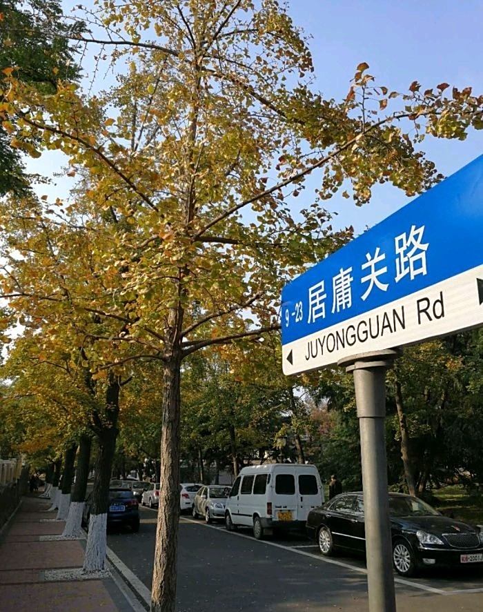 居庸关路,路边一排排银杏树也有历史了.