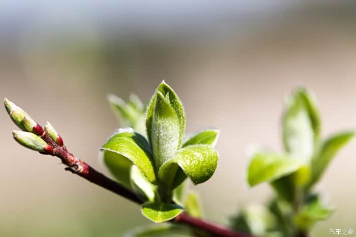 告别2021春天萌动的树芽