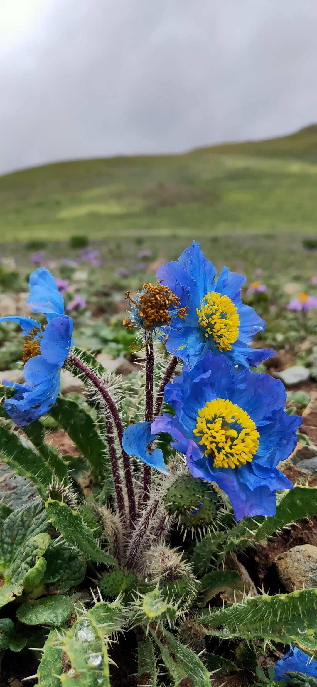 三江源上的蓝色绿绒蒿象高原精灵一样的神奇植物