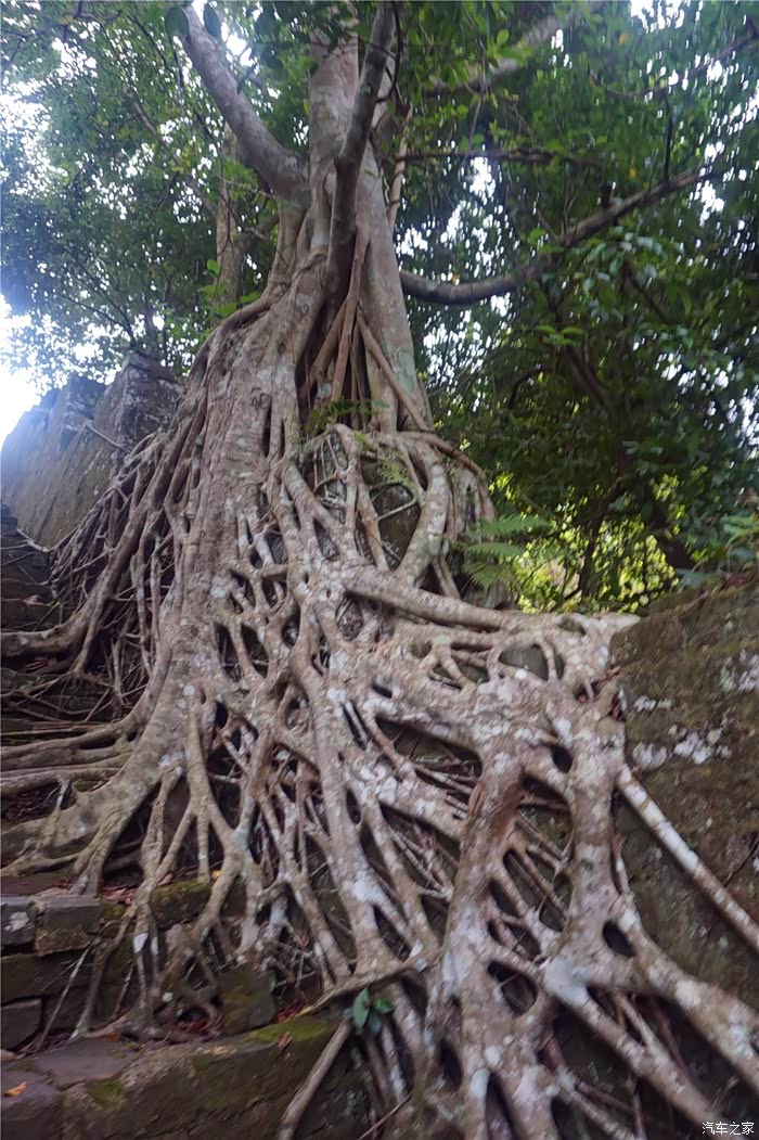 这榕树的根系真发达呀!