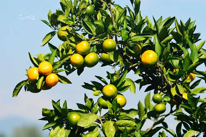 汉中城固一年好景君须记最是橙黄橘绿时