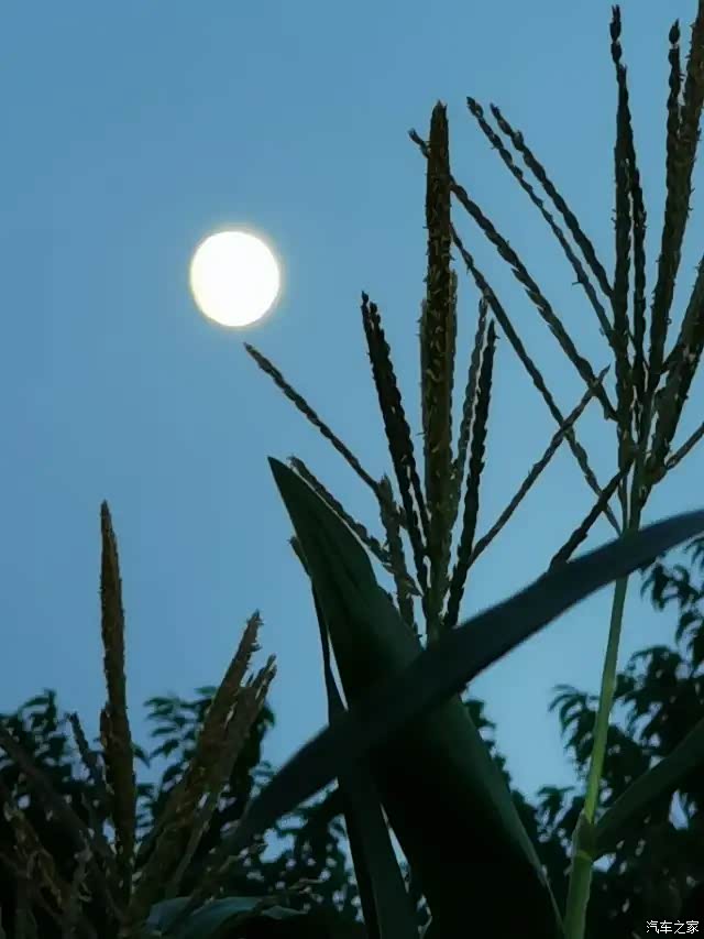 圆圆的月亮像个大玉盘高高的挂在天上