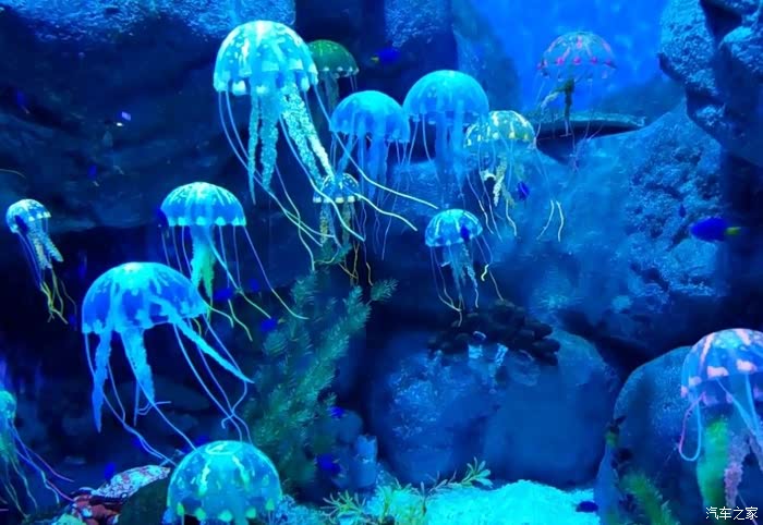 畅游极地海洋世界