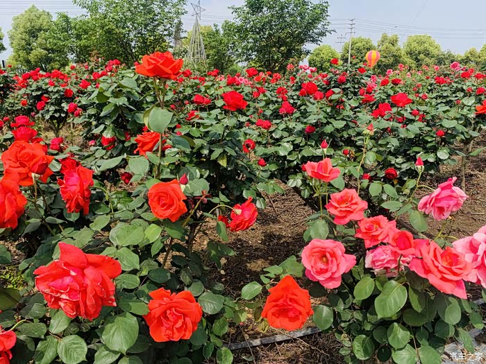 【图】成都市新津区唯一早春玫瑰花海自驾游.