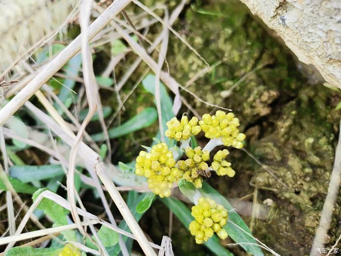 水牛菜来自大自然的美味
