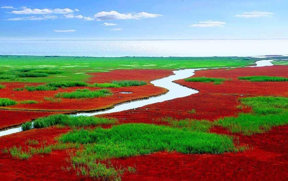 【图】盘锦红海滩,红与绿搭配非常美丽的地方,非常值得去旅行的地方!_