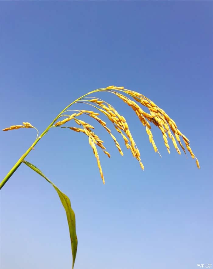孤芳自赏的一枝稻穗