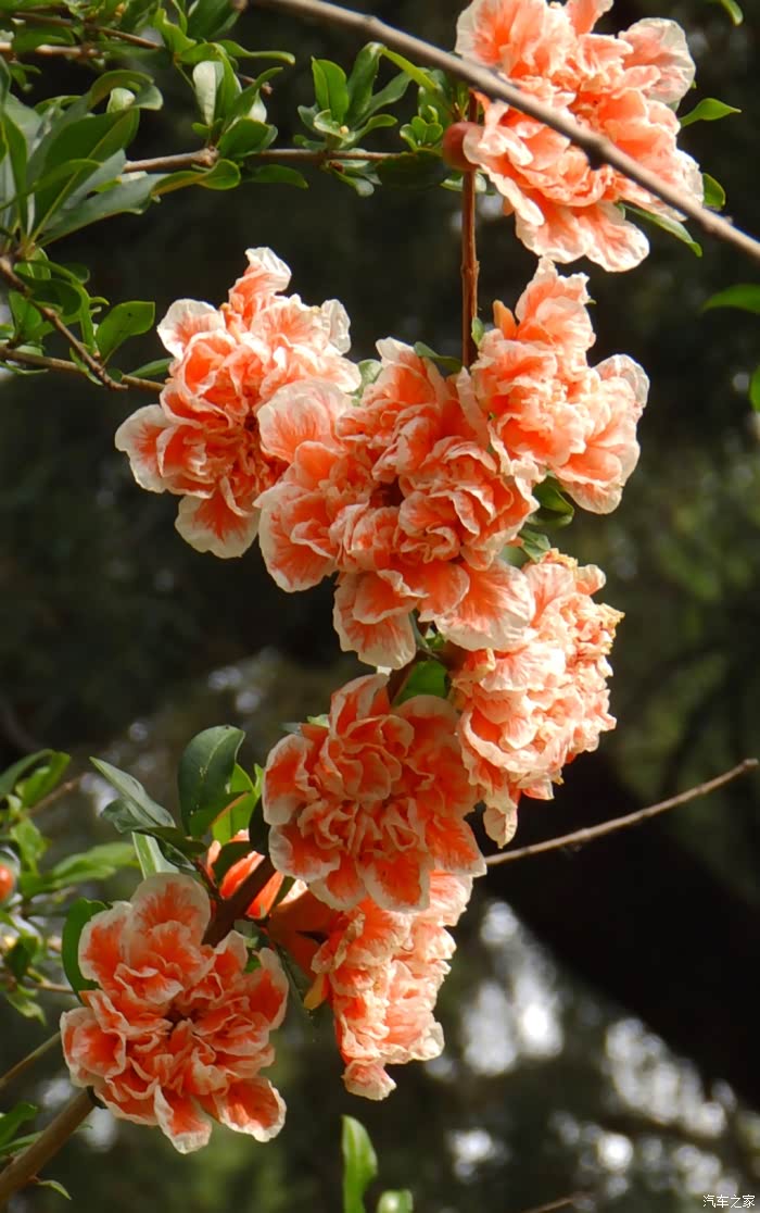 中山公园赏玛瑙石榴花