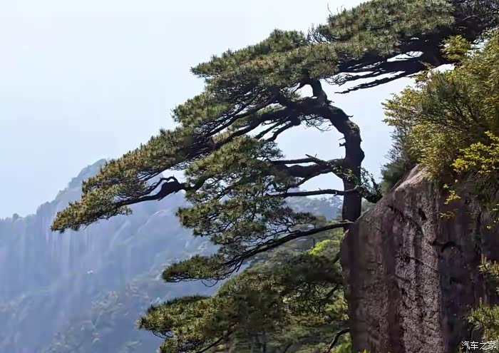 我的秀场第二趴悬崖峭壁深壑幽谷中的生命赞歌三清松