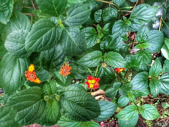 美食美景不可辜负大红唐带我领略青神木言兰舍与东坡水街申精