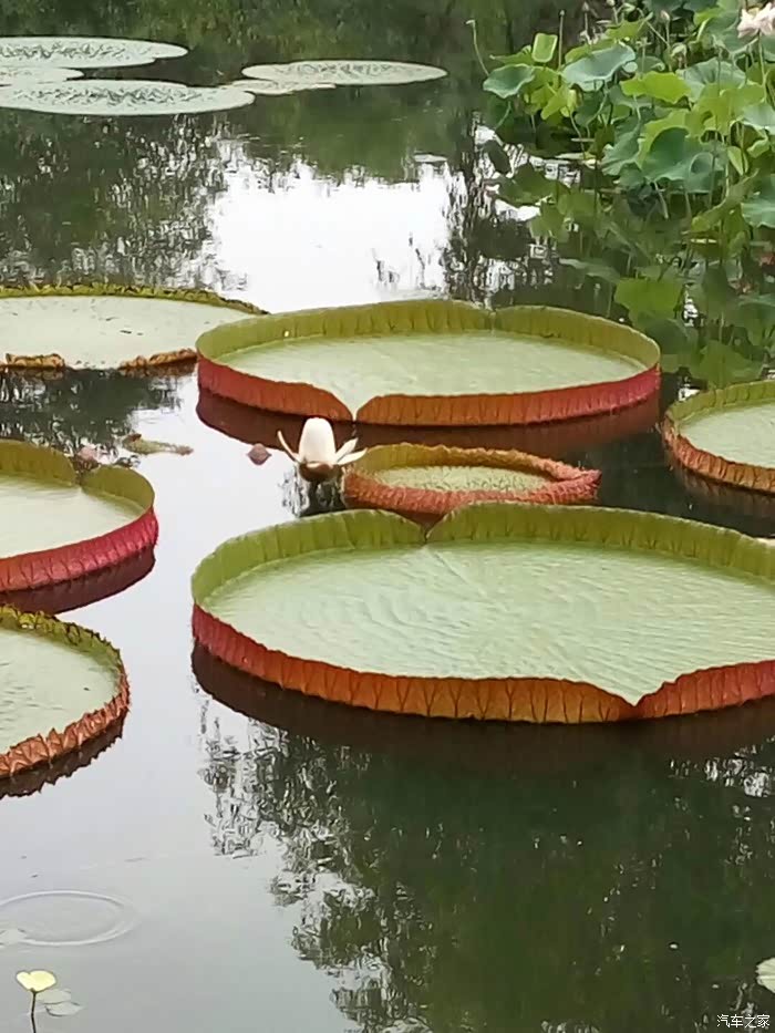 中科院北京植物园的王莲开花啦