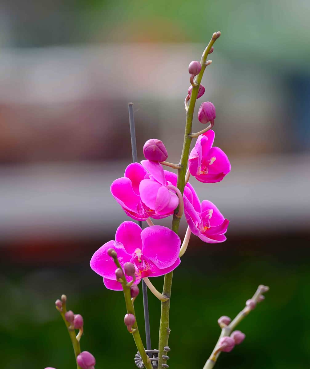 用眼睛发现身边的美丽 ,绽放的花朵 ,琼花玉叶