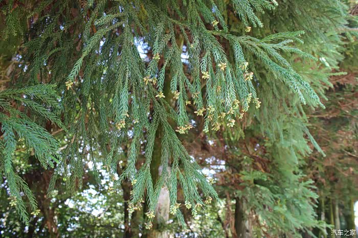 开花了的杉树,有些年龄了