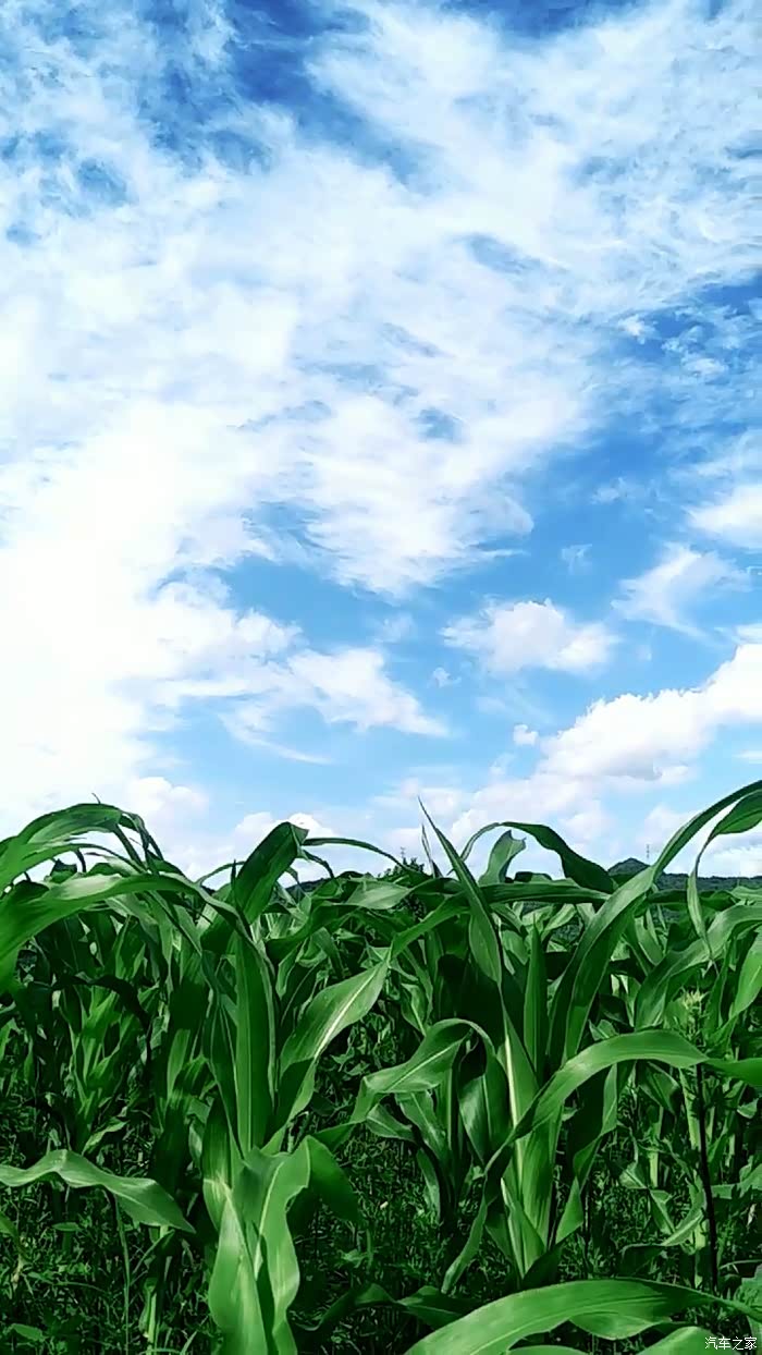 蓝天白云下的庄稼地