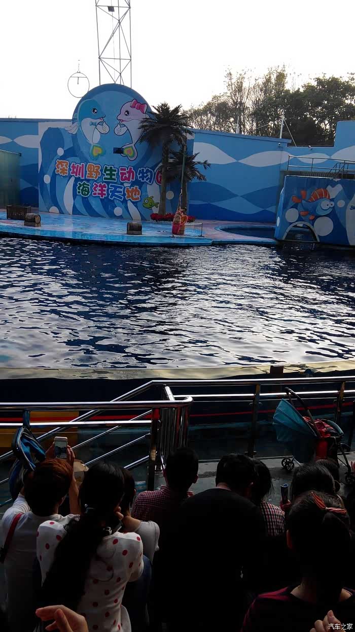 深圳长安车友会549海洋天地看海豚表演