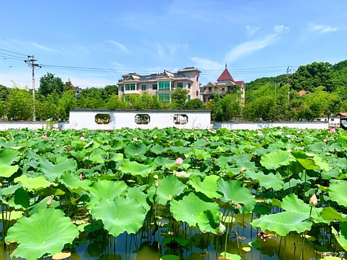 【图】小高打卡诸暨盛兆坞三村莲花_浙江论坛_汽车之家论坛