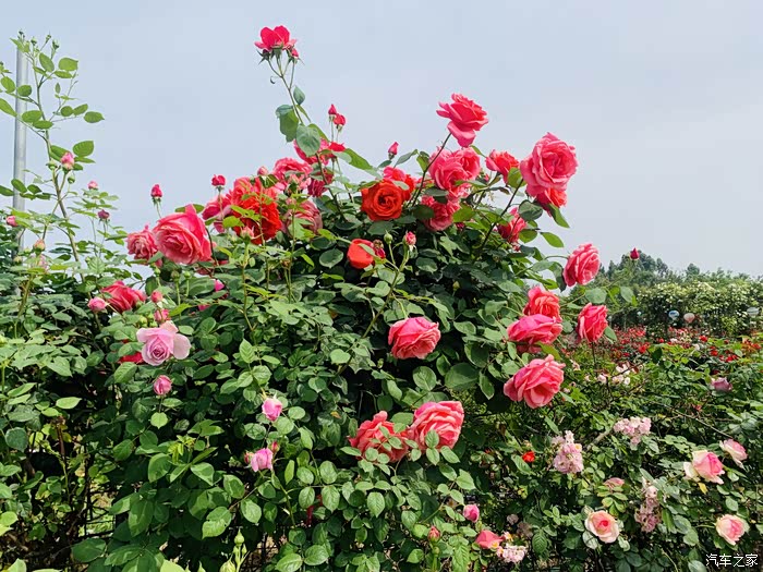 【图】成都市新津区唯一早春玫瑰花海自驾游.