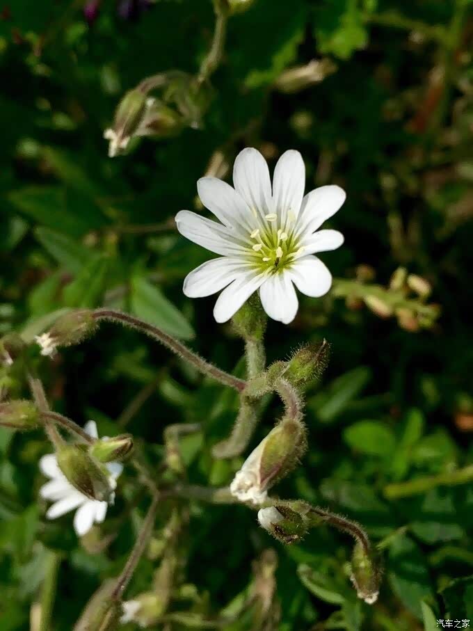 3. 卷耳 【石竹科 卷耳属】