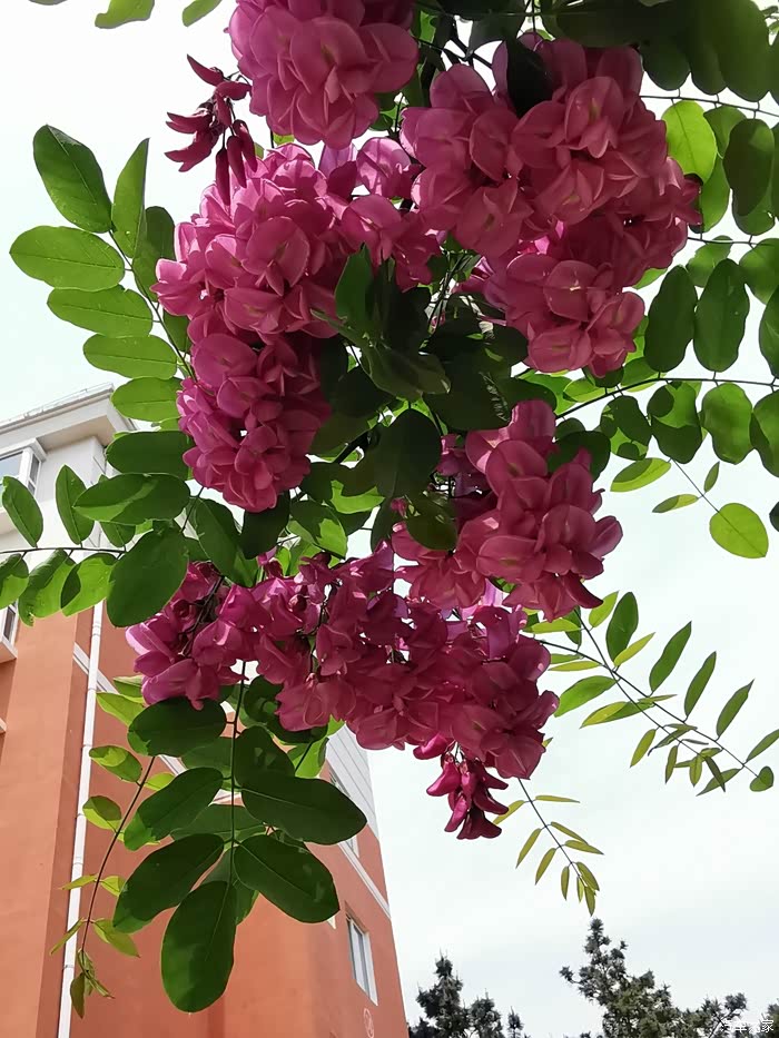 香气扑鼻的红花槐