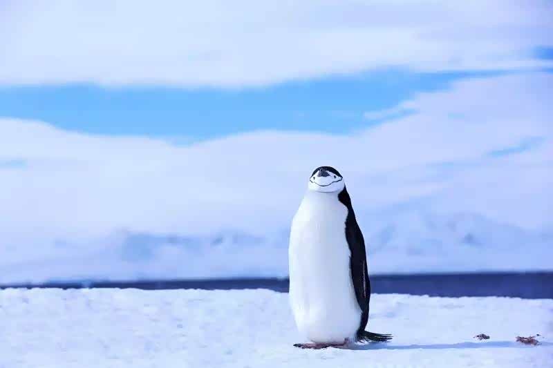 冰雪覆盖的南极,星球美景,企鹅主宰