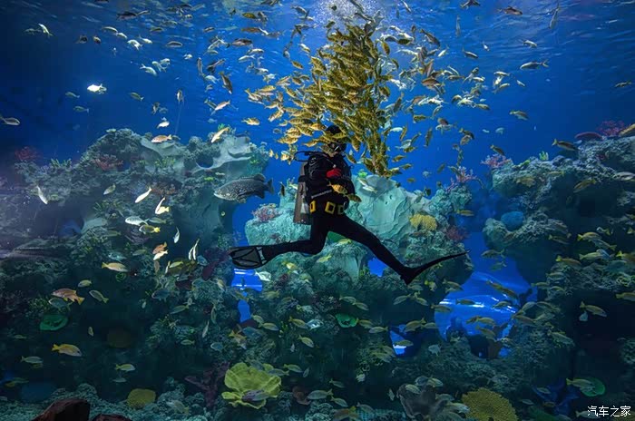 周末遨游海洋馆