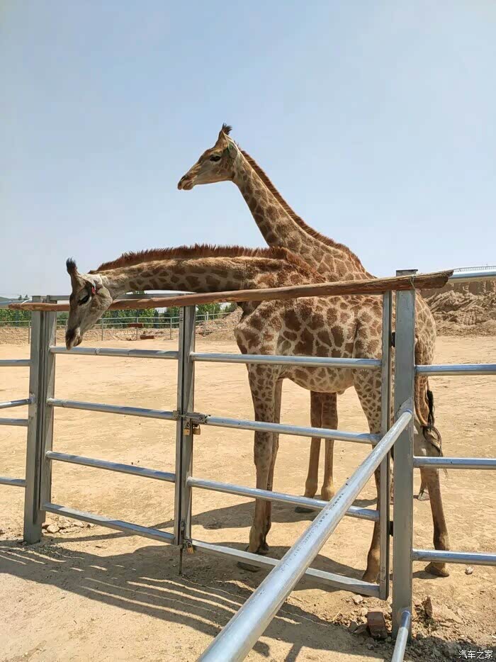 自驾中华v3—佛山野生动物园