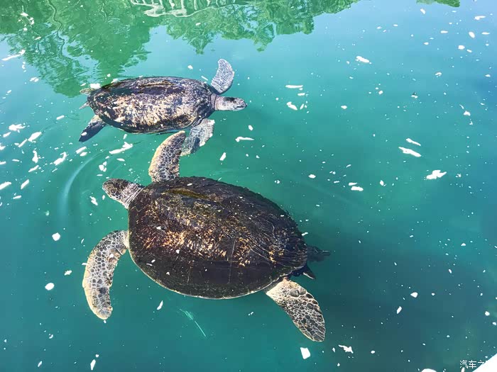 犹记得惠东的那片海(广东双月湾,海龟馆,盐州岛自驾游记)