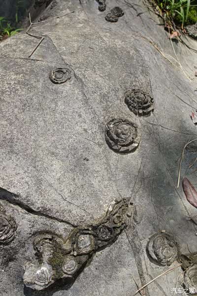 石头开花.其实很神奇,真的是石头中莫名孵出石蛋开出石花的奇观.