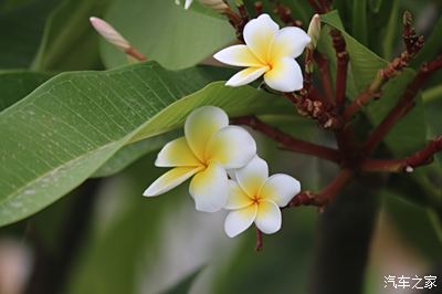 植物随拍;缅栀花之黄花鸡蛋花