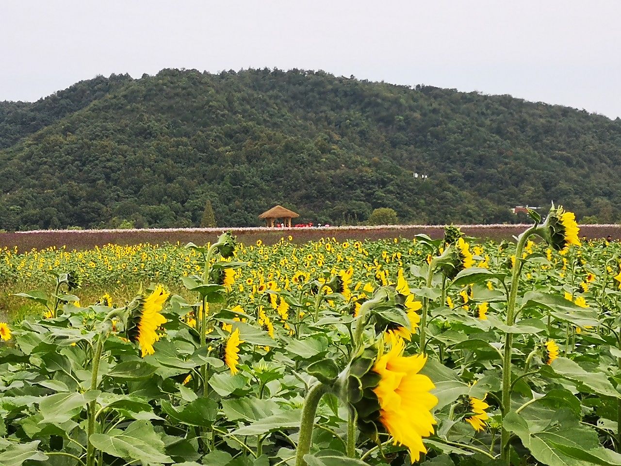 鉴湖风景区向日葵图片