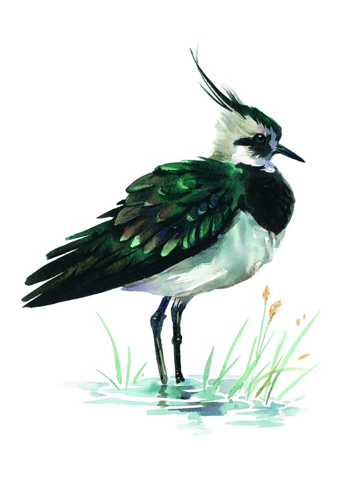 狂欢十二月各种鸟类彩绘油画四