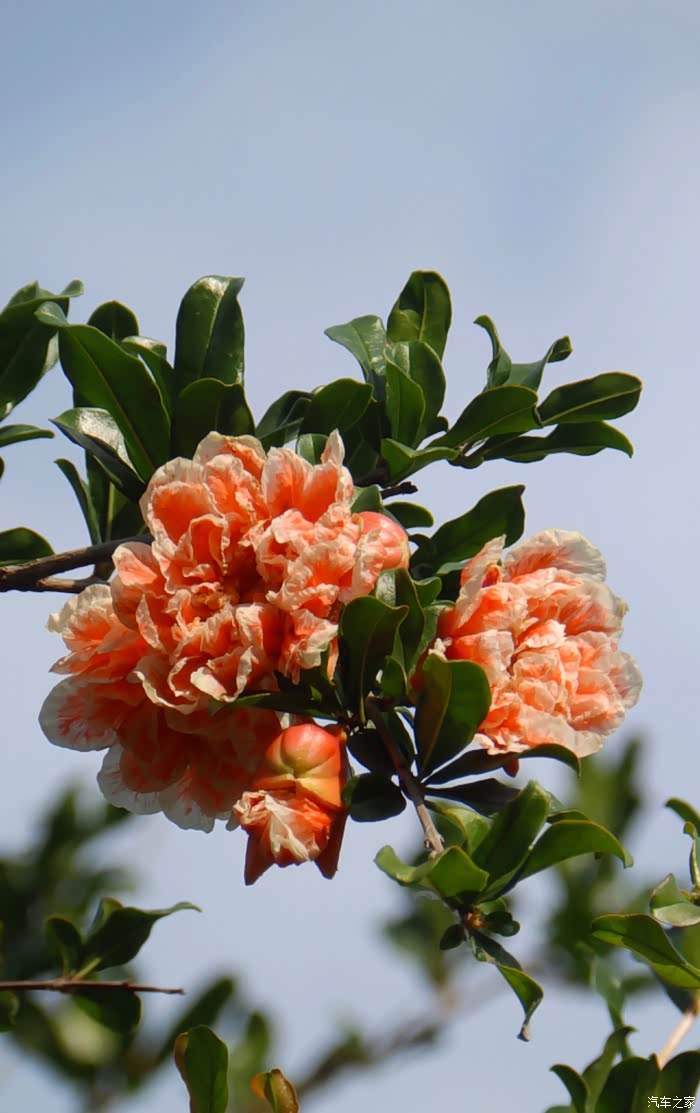 中山公园赏玛瑙石榴花