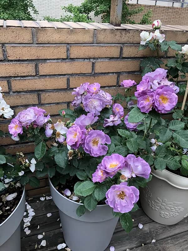 个人非常喜爱的一款半重瓣月季花蓝色梦想