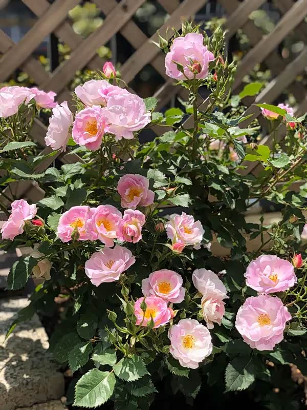 个人非常喜爱的一款半重瓣月季花蓝色梦想