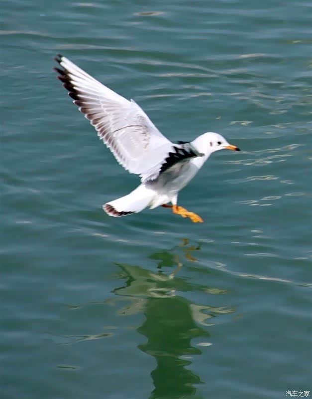 生活在江河湖泊随拍水鸽子