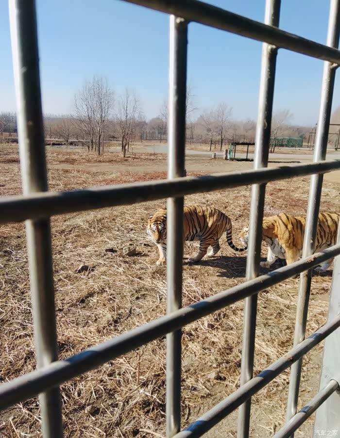 神奇的沈阳怪坡虎园